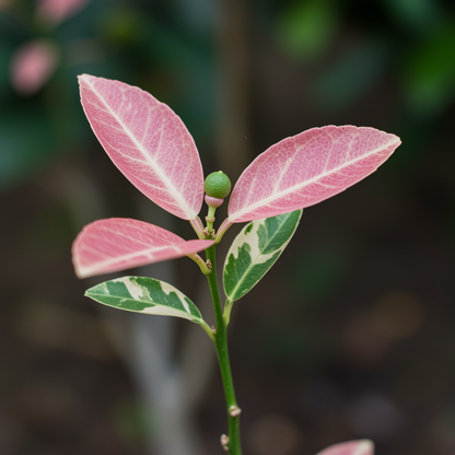 Pink Variegated Lemon Seeds for Planting – Grow Unique Striped Citrus Fruits at Home
