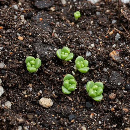 Petrophytum caespitosa Seeds – Alpine Cushion Perennial for Planting