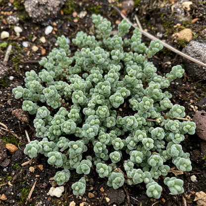 Petrophytum caespitosa Seeds – Alpine Cushion Perennial for Planting