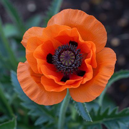 Papaver rupifragum Orange Feathers Flower Seeds – Perennial Poppy for Planting