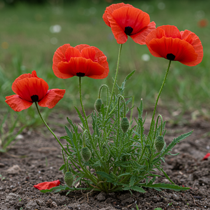 Papaver rhoeas Flower Seeds – Wild Poppy for Planting