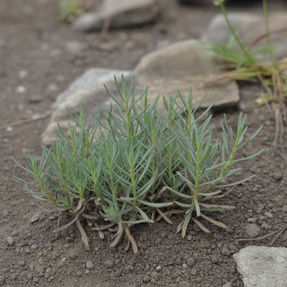 Limonium minutum Seeds – Statice for Planting
