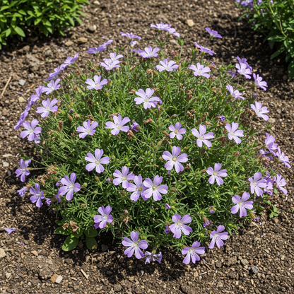 Limonium minutum Seeds – Statice for Planting