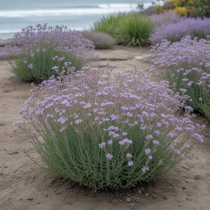 Limonium minutum Seeds – Statice for Planting