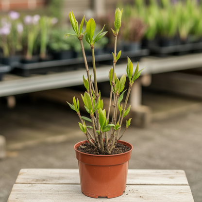Forsythia Seeds – Cold Hardy Shrub with Golden Yellow Spring Blooms