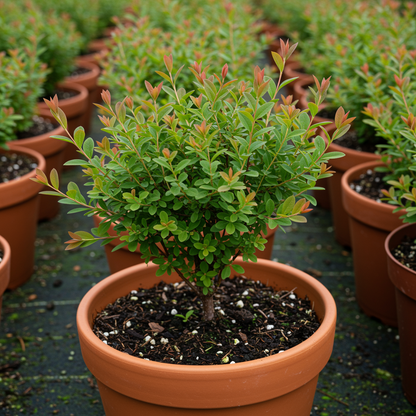 Spirea Shrub Seeds for Planting – Compact Mounded Growth with Showy Pink to White Flowers