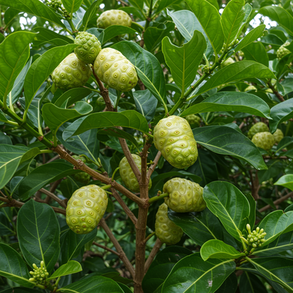Noni Cheese Fruit Seeds | Morinda citrifolia Tropical Fruit Tree Seeds