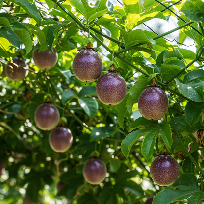 Passionfruit Pandora Seeds for Planting – Seeds for Sweet Tropical Fruits