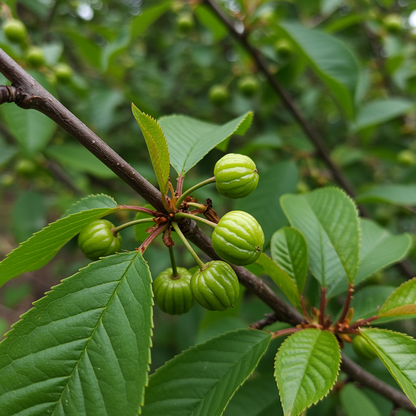 Surinam Fruit Seeds for Planting – Grow Sweet Tropical Pitanga Cherries
