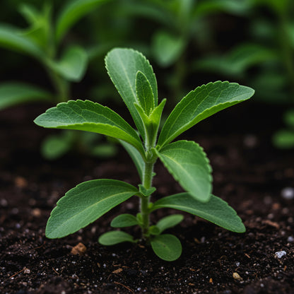 Stevia Herb Seeds for Planting – Natural Sweetener Plant for Home Gardens