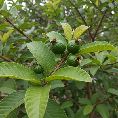 Guava Fruit Tree Seeds (Psidium guajava) – Tropical Edible Fruit Seeds