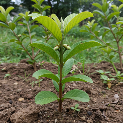 Chittidar Guava Seeds – Premium Speckled Guava for Home Gardening