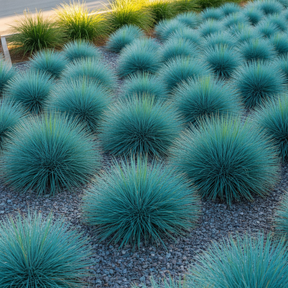 Blue Fescue Ornamental Grass Seeds for Planting – Festuca Perennial Drought-Tolerant Sun or Shade