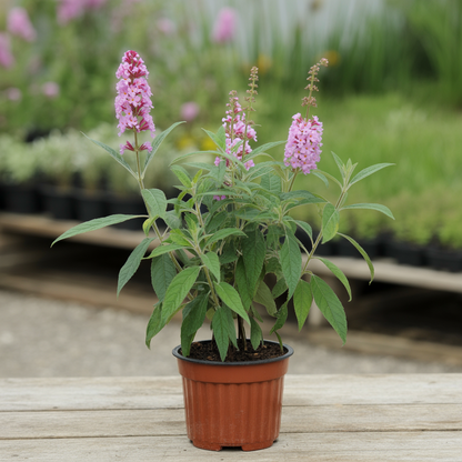 Pink Delight Butterfly Bush Seeds for Planting – Buddleja davidii with Vibrant Pink Blooms