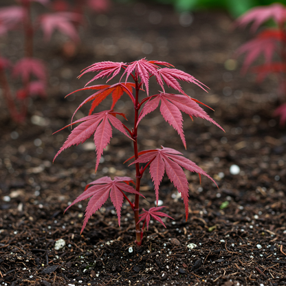 Red Japanese Maple Tree Seeds - Japanese Maple Tree Seeds for Garden