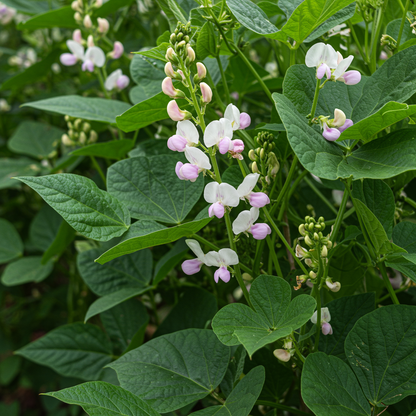 Tongue of Fire Bean Seeds for Planting – Heirloom Speckled Beans for Productive Home Gardens