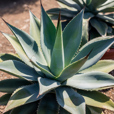 agave-americana-toliman-blue-seeds-for-planting-hardy-blue-agave-ornamental-plant