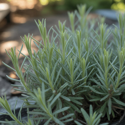English Lavender Seeds for Planting – Fragrant Perennial Herb for Gardens