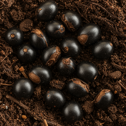 Belamcanda chinensis Flower Seeds – Tiger Lily Perennial for Planting