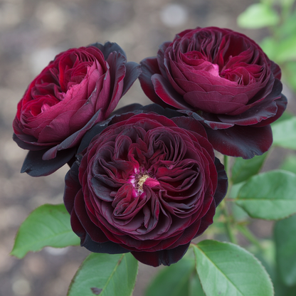 Black Rose Seeds with Red Edge - Rose Flower Seeds for Garden