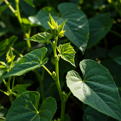 Yacon Flower Seeds - Yacon Flower Seeds for Garden