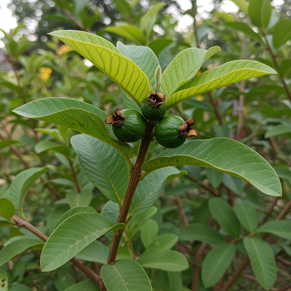 Red Guava Seeds for Planting
