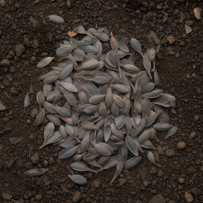 Hosta Blue Foliage Seeds for Planting – Heirloom Non-GMO Perennial Shade Plant