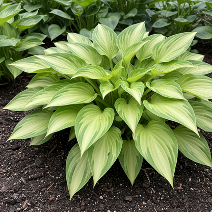 Hosta Seeds for Planting – Heirloom Non-GMO Perennial Shade Plant White Foliage Variety