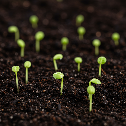 Trailing Blackberry Fruit Seeds – Rubus ursinus Vining Shrub Berry Seeds