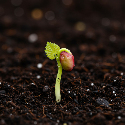 Giant Red Globe Grape Seeds – Large Juicy Fruit Vitis Seeds