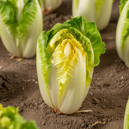 Frisée Endive Yellow Heart Seeds for Planting