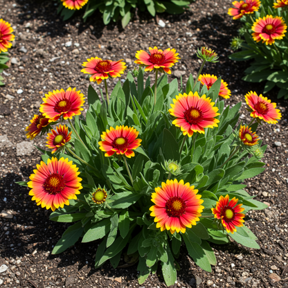 Gaillardia Goblin Blanket Flower Seeds for Planting