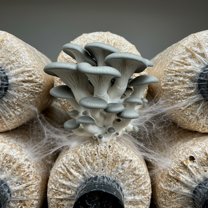 Blue Grey Oyster Mushroom Seeds for Planting