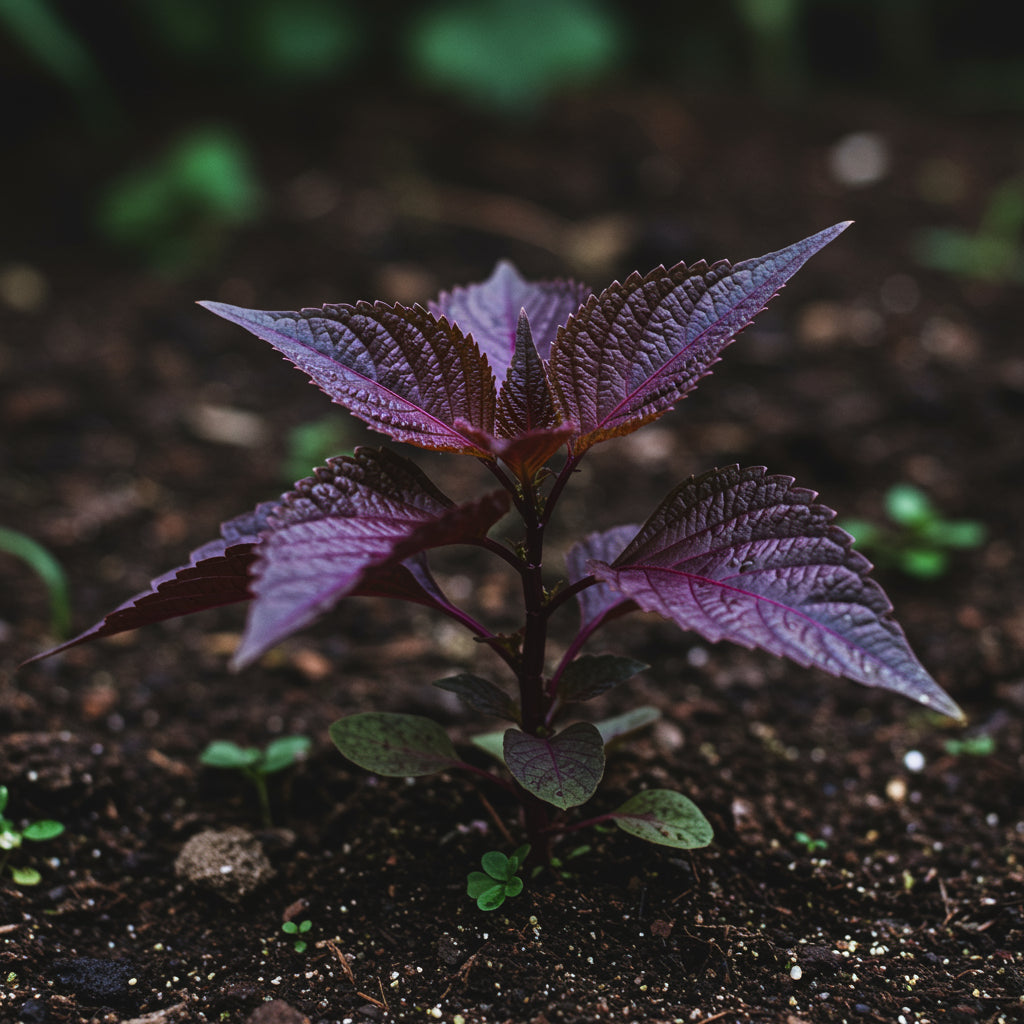 shiso-seeds-japanese-red-perilla-herb-seeds-for-home-gardening