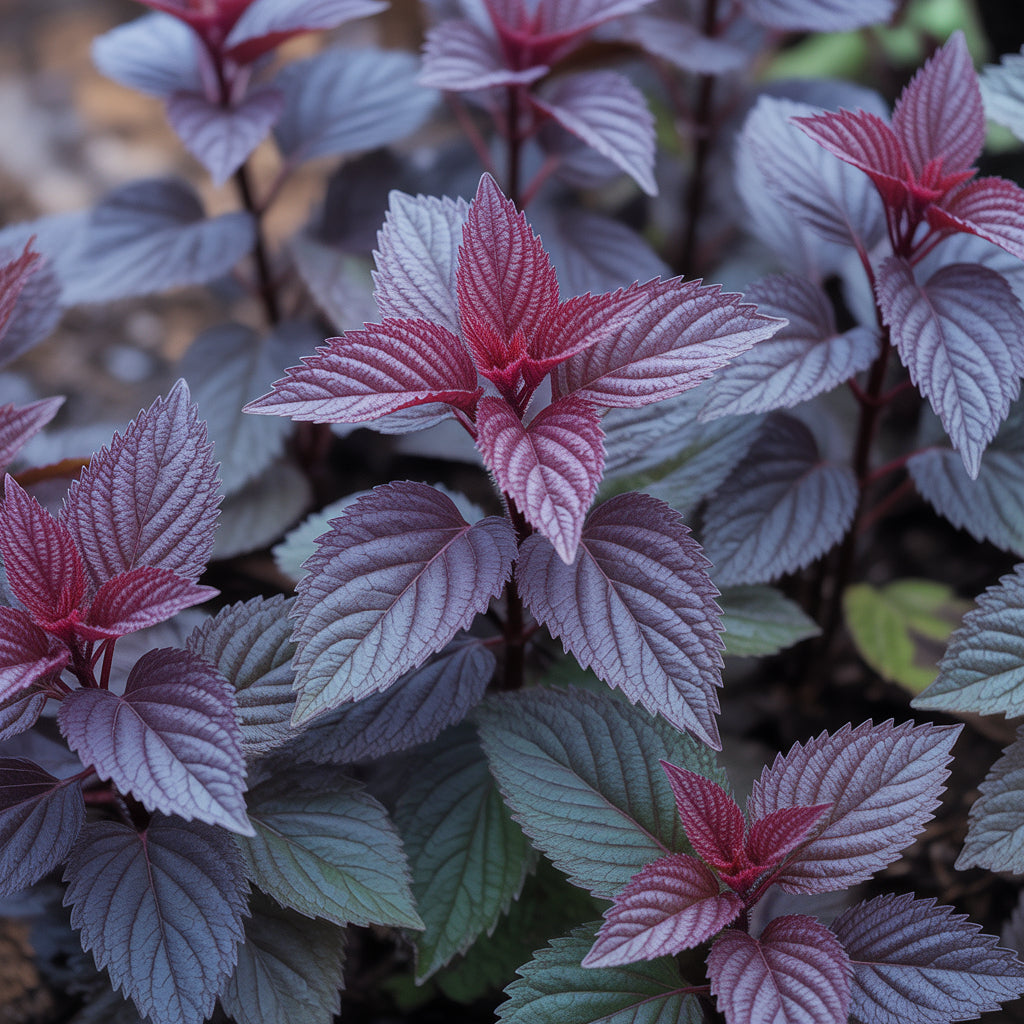 shiso-seeds-for-planting-japanese-red-perilla-herb-seeds-for-home-gardening