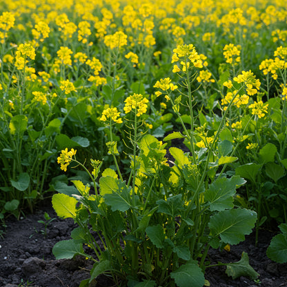 Heirloom Mustard Seeds for Planting – Traditional Mustard Plant Seeds for Gardening