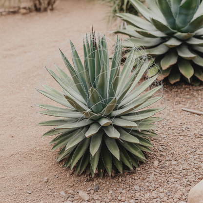 Agave Tenuifolia Seeds for Planting – Heirloom Non-GMO Ornamental Succulent Plant