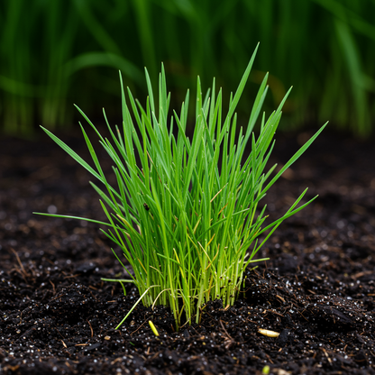 Agrostis nebulosa Seeds for Planting – Fibre Optics Ornamental Grass Airy Garden Accent