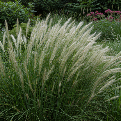 Agrostis nebulosa Seeds for Planting – Fibre Optics Ornamental Grass Airy Garden Accent