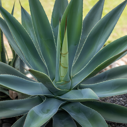 Agave multifilifera Seeds for Planting – Heirloom Ornamental Perennial Succulent