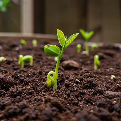 Taiwan Pink Ruby Supreme Guava Seeds – Sweet & Juicy Tropical Fruit Seeds