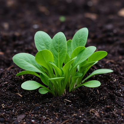 Wallflower Vulcan Flower Seeds for Planting