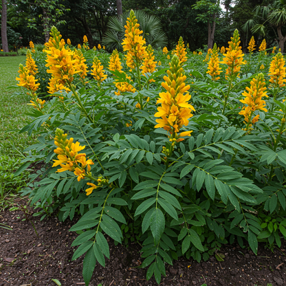 Senna Alata Flower Seeds – Golden Yellow Candle Bush for Planting