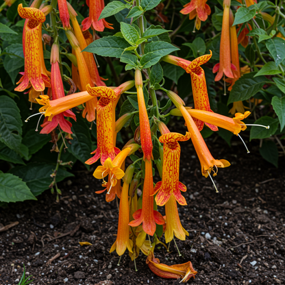 Calceolaria integrifolia Flower Seeds – Yellow Perennial for Planting