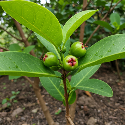 Rose Apple Seeds for Planting (Syzygium jambos) – Tropical Fruit Tree Seeds for Home Garden