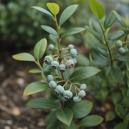 High Bush Blueberry Seeds for Planting – Berry Fruit