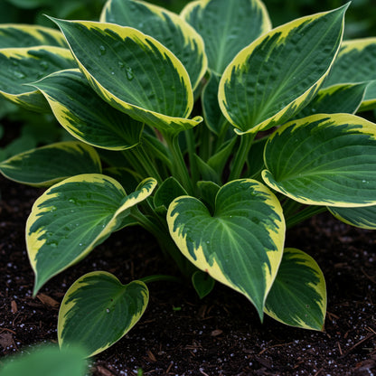 Hosta Lily Perennial Seeds for Planting – Variegated Foliage Garden Plants