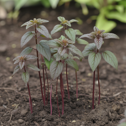 Fuchsia bacillaris Flower Seeds for Planting