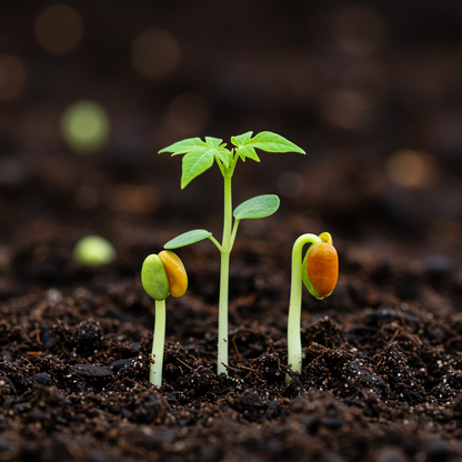 Sunset Papaya Seeds for Planting – Grow Sweet Juicy Tropical Papaya Fruits