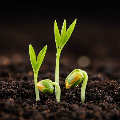 Bitter Orange Tree Seeds for Planting – Citrus Aurantium Fruit Seeds for Home Gardens